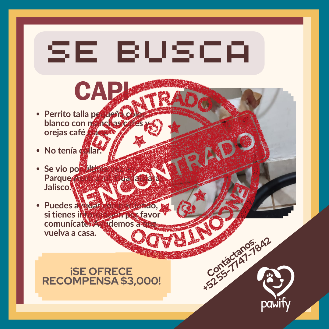 Mascota encontrada